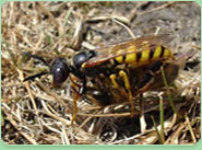 wasp control Alperton