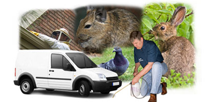 Alperton local van